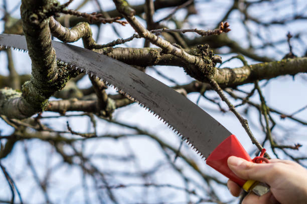 istock Tree saw in the garden 1133538116