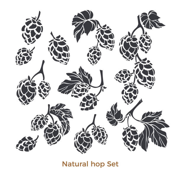 Vector nature set of hop. Natural beverage. Art shape collection Vector nature set of hop. Natural beverage Art shape illustration, sign on white background Herbal bio collection of cone, leaves, branch Simple hand drawn design for bar, pub Organic element isolate hops crop illustrations stock illustrations