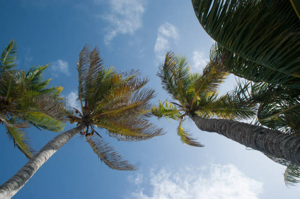 istock Palm tree over the blue Caribbean sea 1133539825