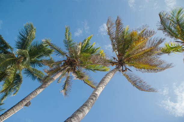 istock Palm tree over the blue Caribbean sea 1133539835