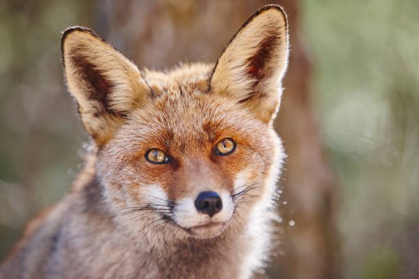 istock Fox head with geen background. Wildlife in the forest 1133539950