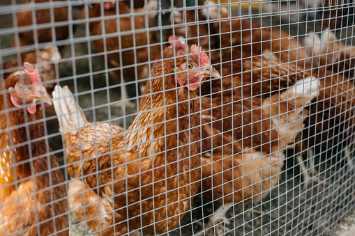 Flock of hens behind bars.