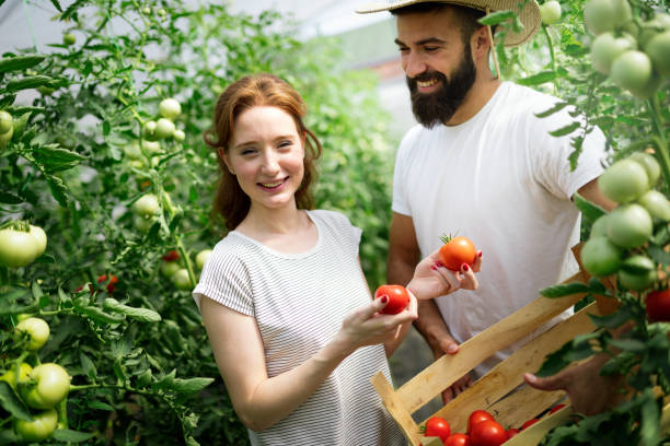 istock Two people working in a greenhouse. 1133541097