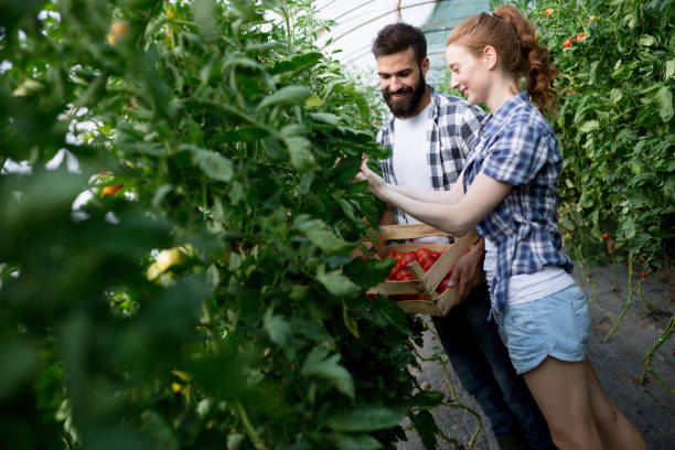 istock Young couple farming vegetables 1133541154