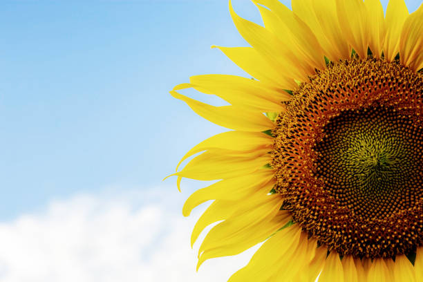istock Sunflower with texture of seeds. 1133541384