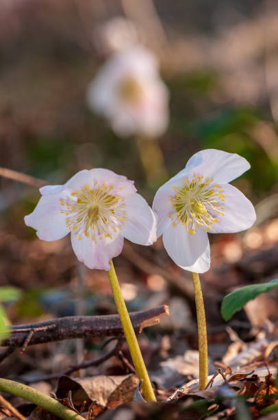 istock Helleborus flower with stamen in forest 1133541527