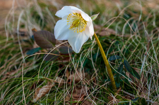 istock Helleborus flower with stamen in forest 1133541540