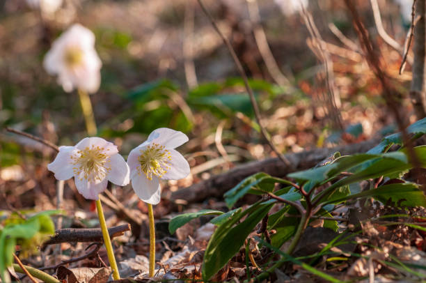istock Helleborus flower with stamen in forest 1133541572