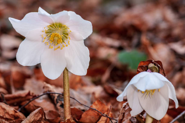 istock Helleborus flower with stamen in forest 1133541588
