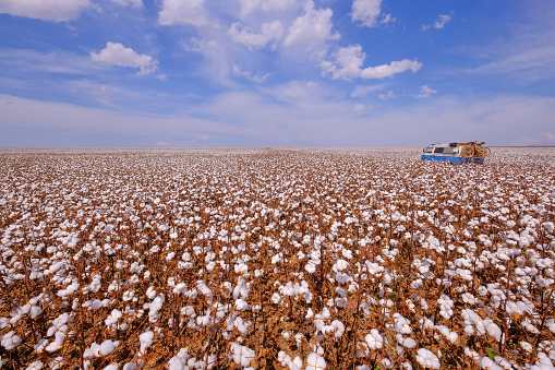 Campo Verde, Mato Grosso, Brazil, Aug 4, 2018: Old german vintage campervan in a cotton field ready for harvesting in Campo Verde, Mato Grosso, Brazil, South America