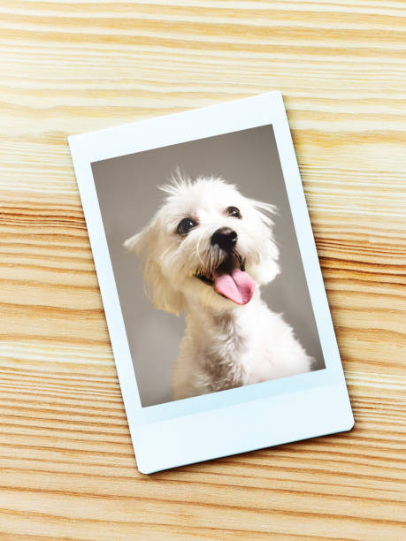 Instant camera portrait of bichon maltese dog against gray background Printed portrait from instant camera of a purebred white bichon maltese dog. Pet animal is staring with concentrated expression. Dog is against gray background. (Fuji Instax film). Photography from a DSLR camera. Sharp focus on printed photo. cute id pictures stock pictures, royalty-free photos & images