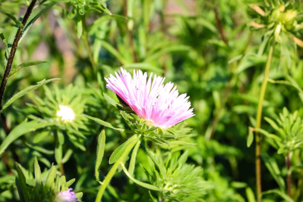 istock pink asters grow in the garden 1133544026