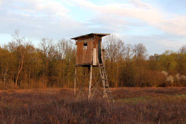 istock Makeshift old dilapidated hunting observation tower with cracked wooden boards and improvised wooden steps surrounded with dry grass and dense trees 1133545683