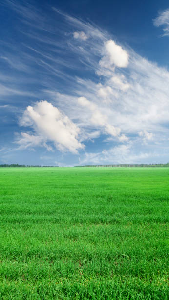 istock Green grass field and blue sky 1133546867