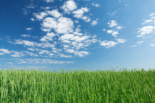 Green wheat field blue sky on a sunny summer day