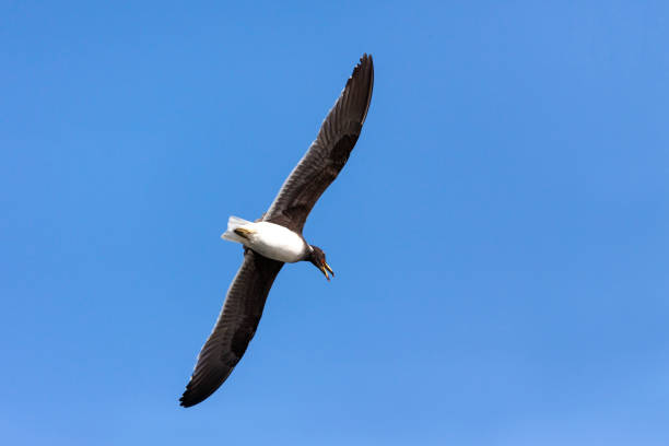 istock Single Sooty gull flying in a blue sky in Saudi Arabia Jeddah. 1133546953