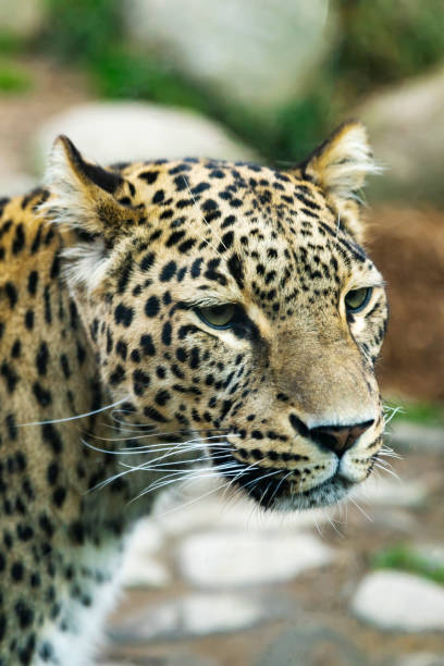 istock Portrait of a predatory spotted animal Leopard 1133548981