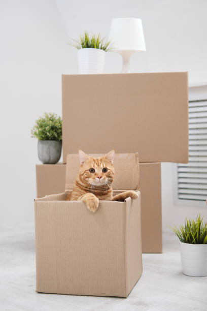 Red big cat sitting in a cardboard box on the background of the white room. stock photo