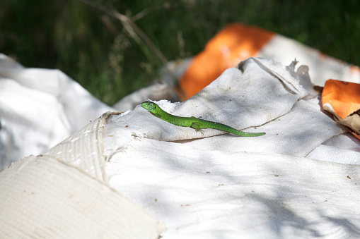 Lizard and matter. A beautiful green lizard with a long tail basks in the sun on a white bag close-up