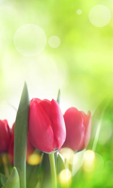 istock Tulips on bright green background 1133553190