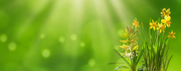 istock blooming flowers in sunshine 1133553280