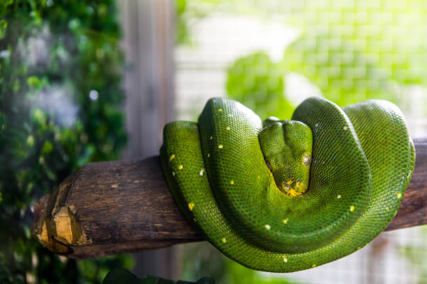 140+ Emerald Green Tree Boa Stock Photos, Pictures & Royalty-Free ...