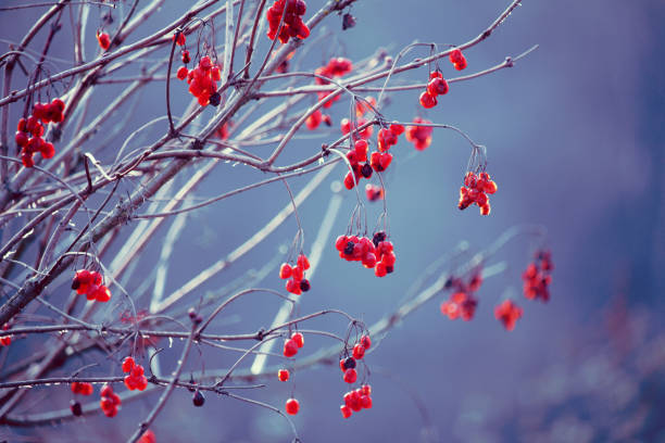 istock Red berries on branch in winter 1133553696