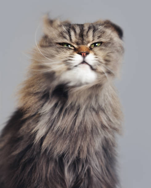 istock Studio portrait of a persian cat shaking 1133553779