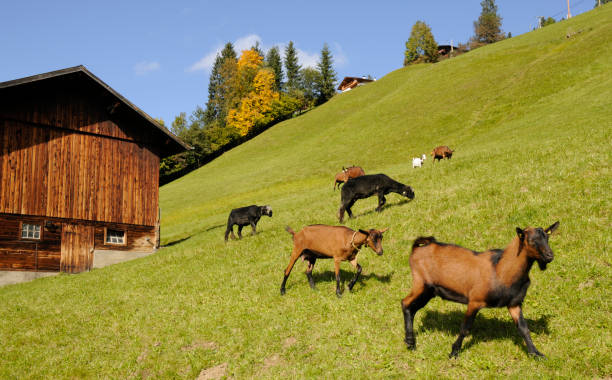 chèvres - goat willow photos et images de collection