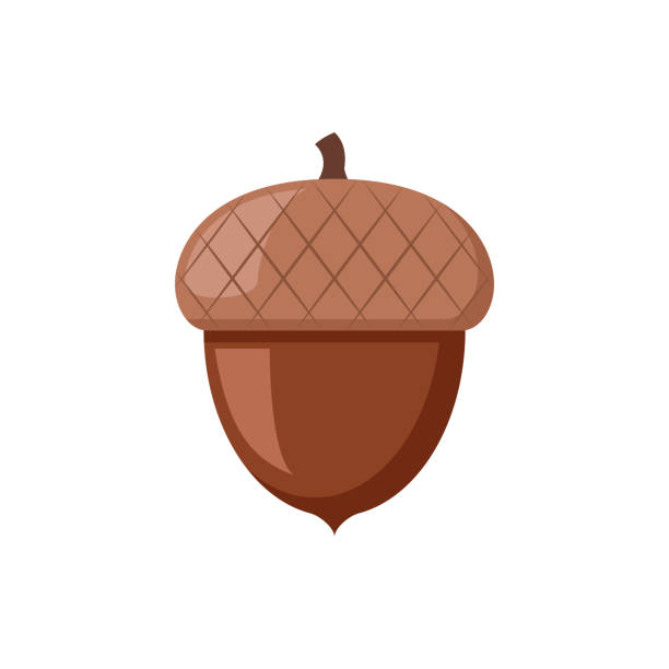 Acorn flat icon Illustration of a brown acorn on a white background acorn stock illustrations