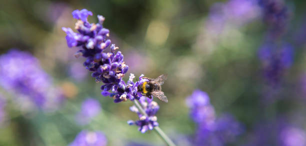 istock Panorama of a purple lavender field 1133558191
