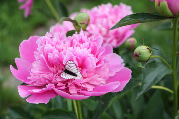 istock Cabbage butterfly drinking nectar on a pink peony in the summer garden 1133558213