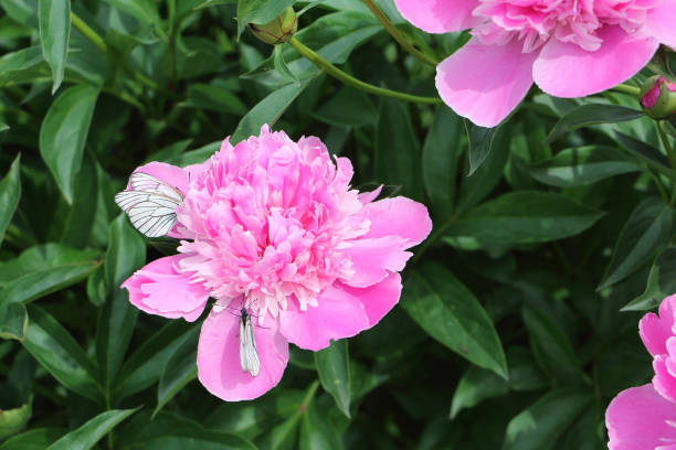 istock Cabbage butterfly drinking nectar on a pink peony in the summer garden 1133558216