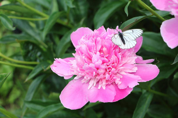 istock Cabbage butterfly drinking nectar on a pink peony in the summer garden 1133558218