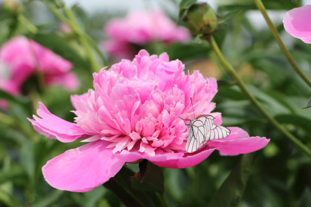 istock Cabbage butterfly drinking nectar on a pink peony in the summer garden 1133558231