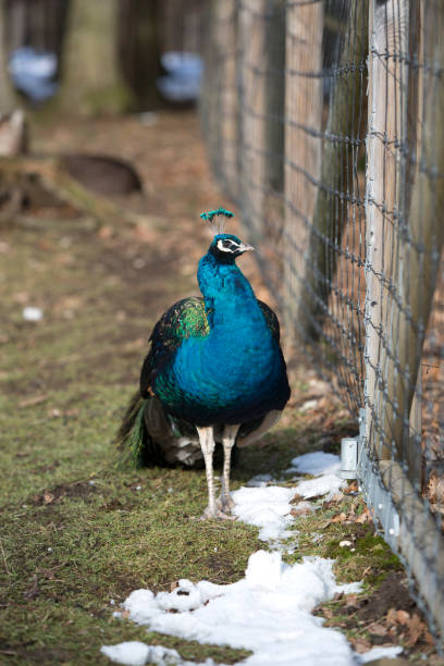 istock Portrait of a colourful peacock outdoors in springtime 1133558383