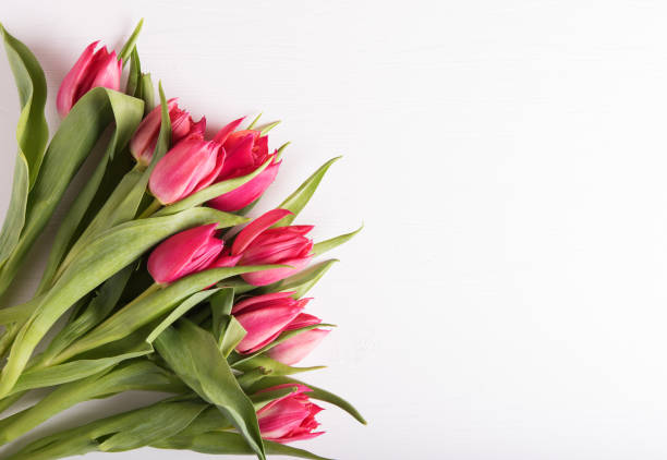 istock Closeup on beautiful pink tulips 1133558461