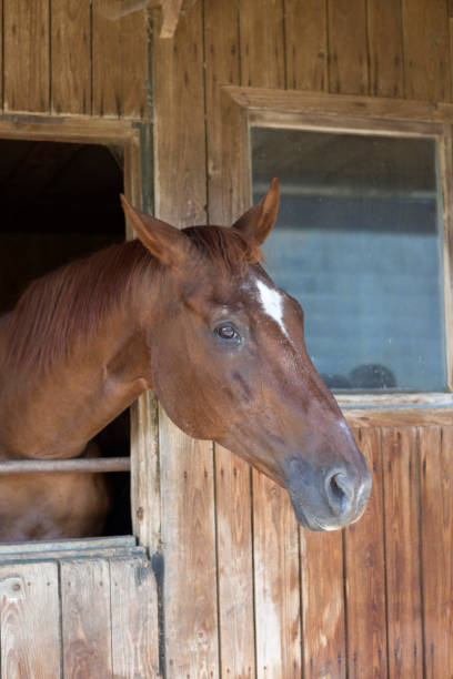 istock Brown horse in a racing stable without halter 1133559709