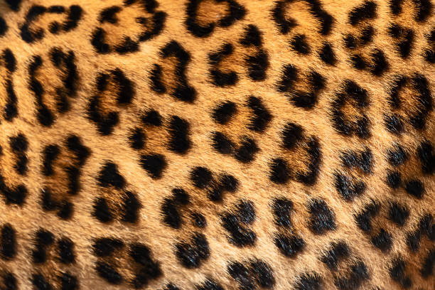 istock Detail skin of leopard. 1133559802