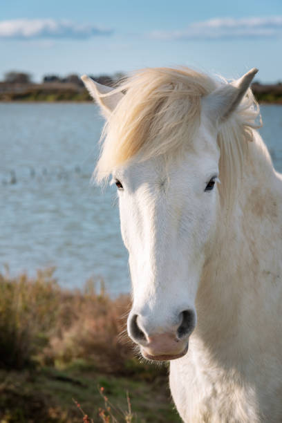 istock White horse in Camargue 1133559808