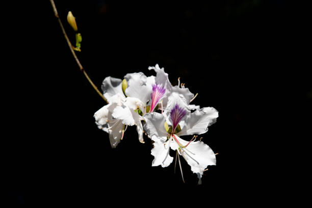 istock white Bauhinia variegata flower isolate on black background 1133561279