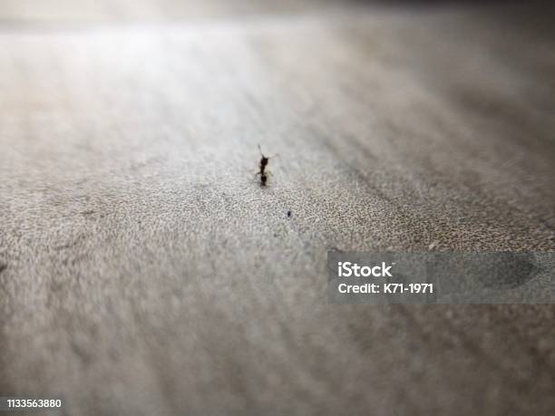 Ant On Tour Stock Photo - Download Image Now - Adventure, Animal, Animal Nest