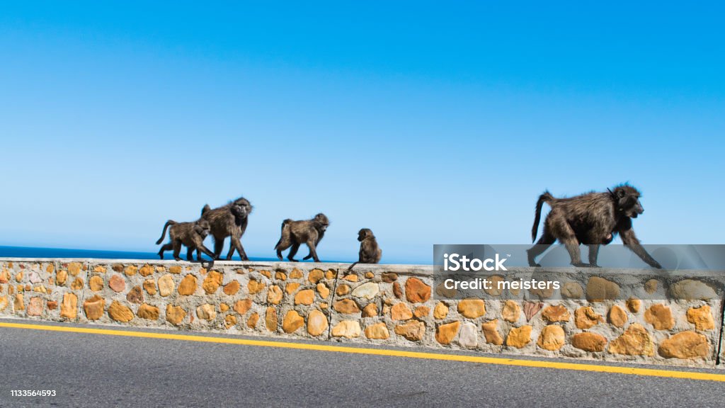 Baboon Family walking next to the Road, Capetown, South Africa Saw this baboon family on my way from Capetown to Bettys Bay next to the Kogelberg Nature Reserve, which is lays close to False Bay. Baboon Stock Photo