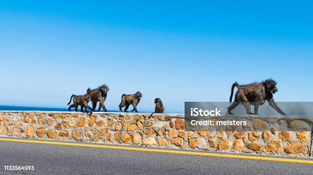Baboon Family Walking Next To The Road Capetown South Africa Stock Photo - Download Image Now