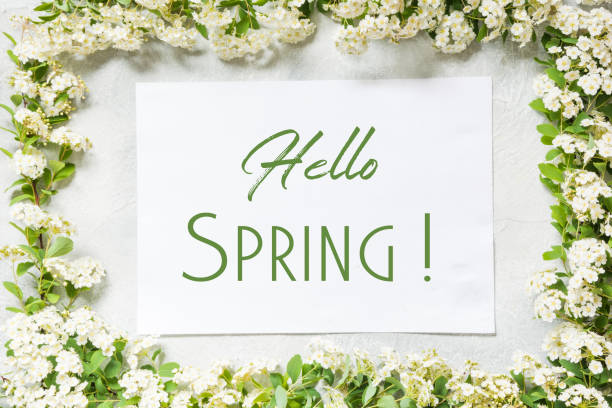 istock Border of white spirea flowers. Space with text - Hello Spring. 1133566233