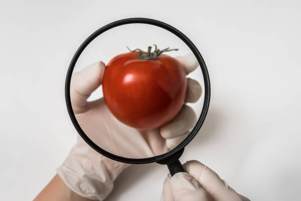 istock GMO scientist looks at red tomato through magnifying glass 1133566357
