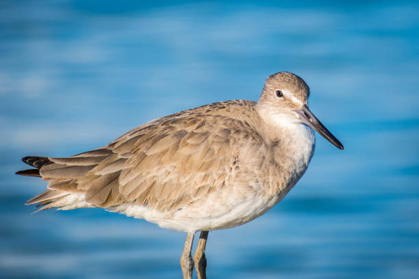 istock A brown Sandpipers in Anna Maria Island, Florida 1133566466