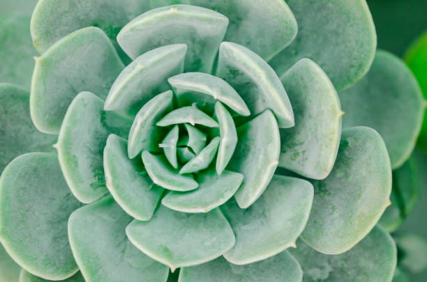 istock Natural background Cactus succulent plant. 1133567078