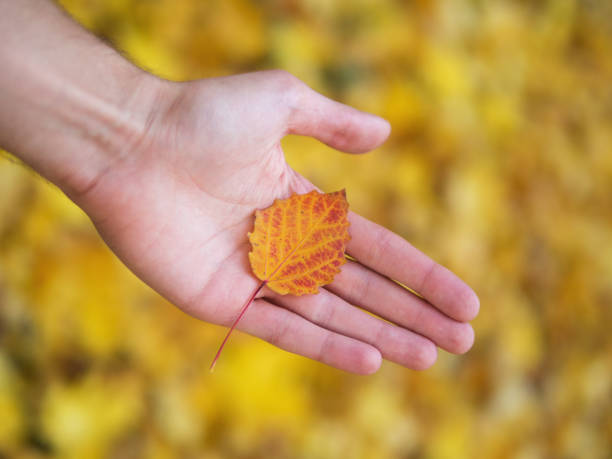 istock Autumn colorful leaf in hand 1133567196