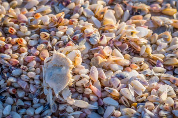 A camouflaging sand crab waiting for a prey in the beach of Anna Maria Key